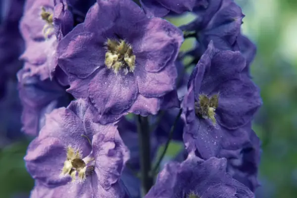 Delphinium 'Bruce'