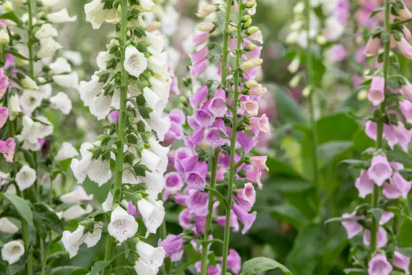Digitalis purpurea 'gloxinioidesグループ'