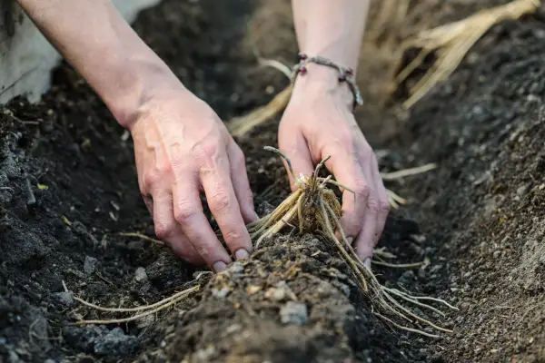 planting-asparagus-crowns-2