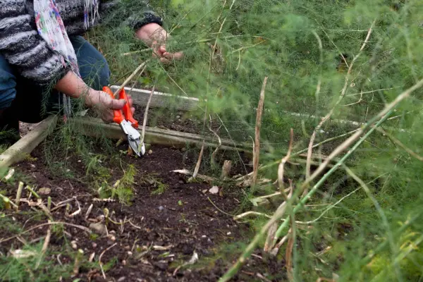 cutting-back-asparagus-foliage-2