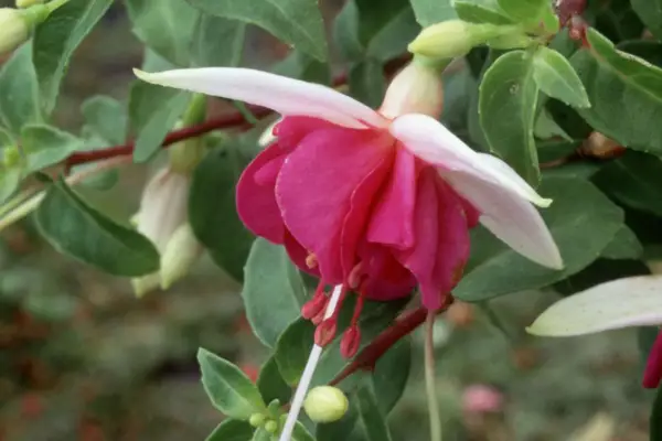 Fuchsia 'La Campanella'