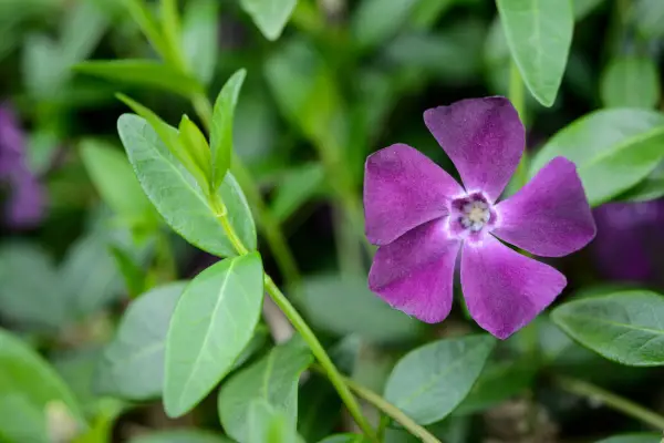 Vinca minor