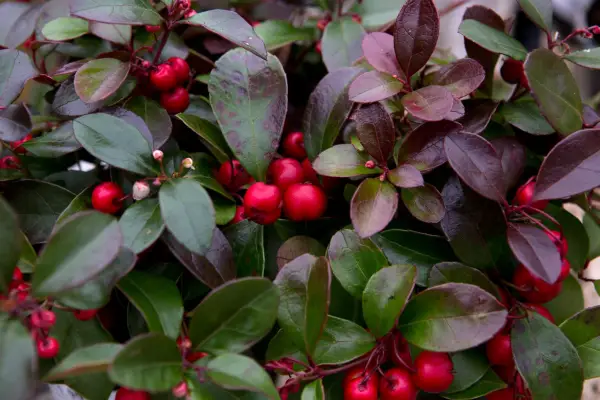 Gaultheria procumbens