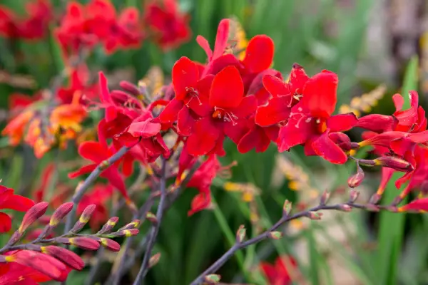Crocosmia 