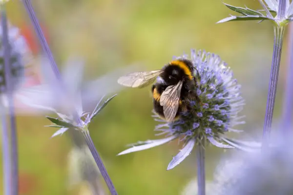 Buff-tailed bumblebee, Bombus terrestris