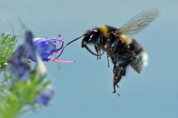 Garden or small bumblebee, Bombus hortorum