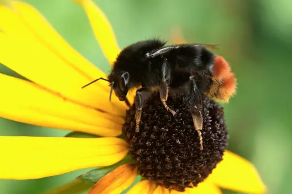 Red-tailed bumblebee, Bombus lapidarius