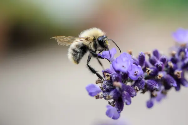 Common carder bumblebee, Bombus pascuorum