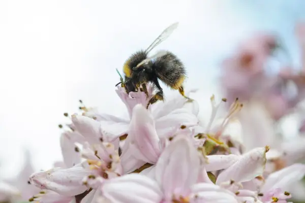 Early bumblebee, Bombus pratorum