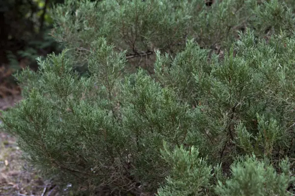 Juniperus Blue Star '