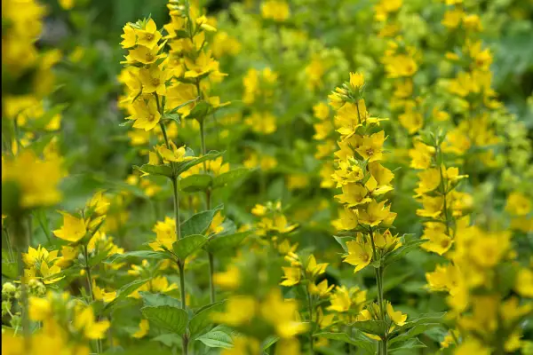 Lysimachia vulgaris. Getty Images