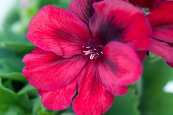 Pelargonium 'Romeo'
