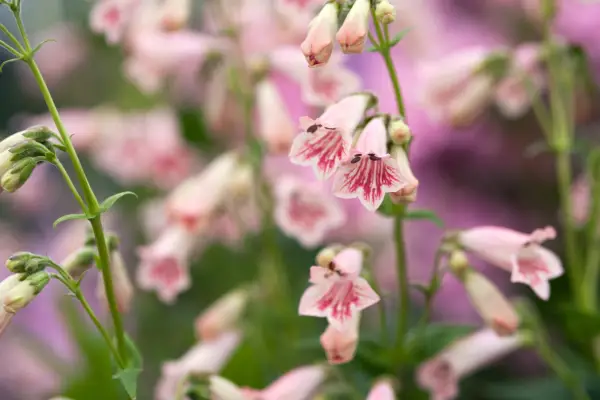 Penstemon 'Hidcote Pink'