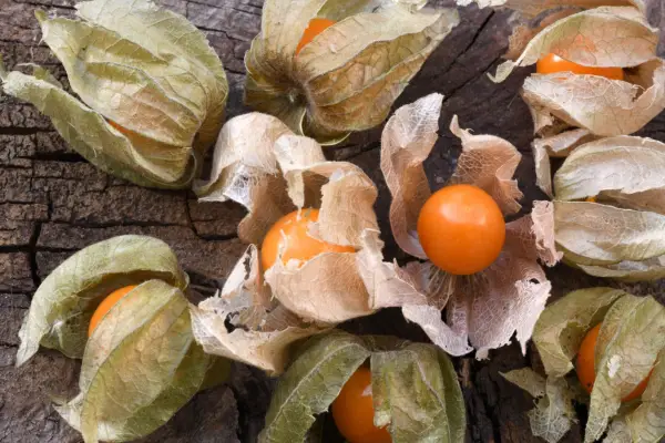Physalis Peruvian
