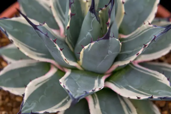 Agave parryi