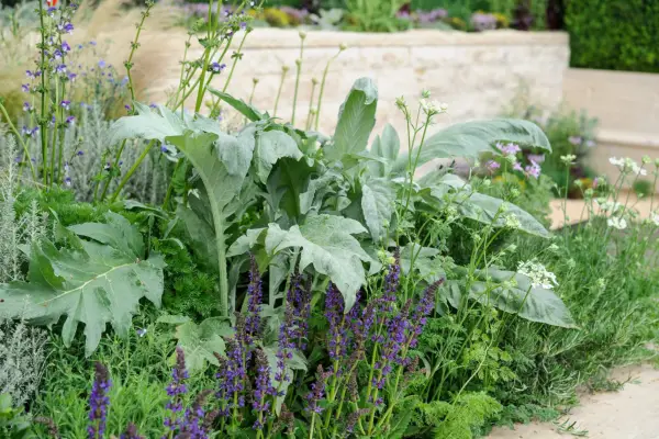 Cardoon (Cynara cardunculus)
