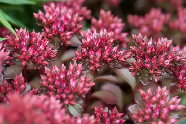 Sedum spurium