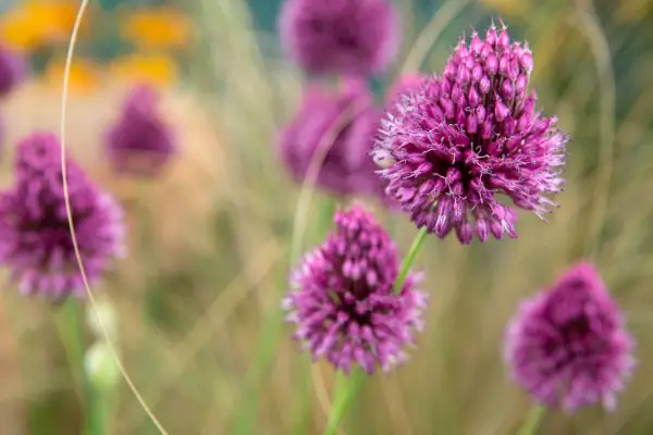 Allium sphaerocephalon