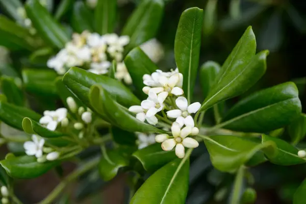 Pittosporum tobira