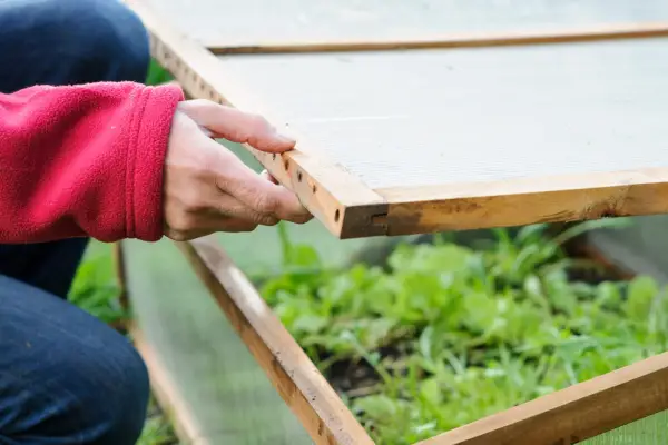 Modi rapidi per proteggere le piante dal gelo