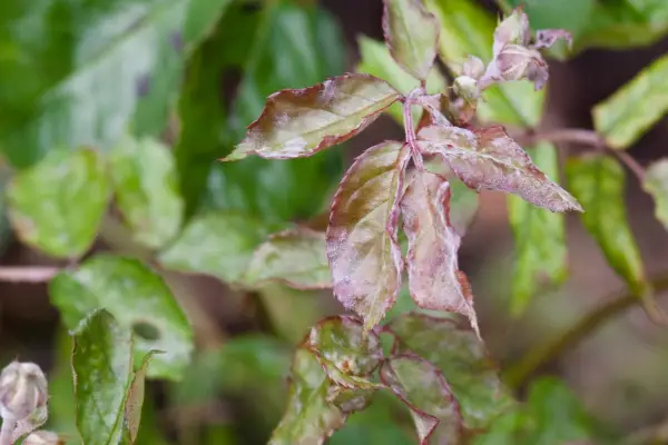 Rose powdery mildew on rose leaves