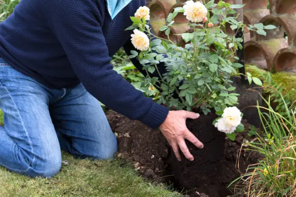 Planting a shrub rose in the ground