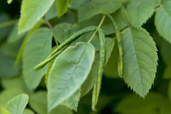 Rose leaf rolling sawfly affected rose leaves