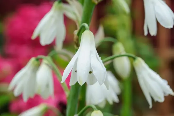 White bell-like galtonia flowers
