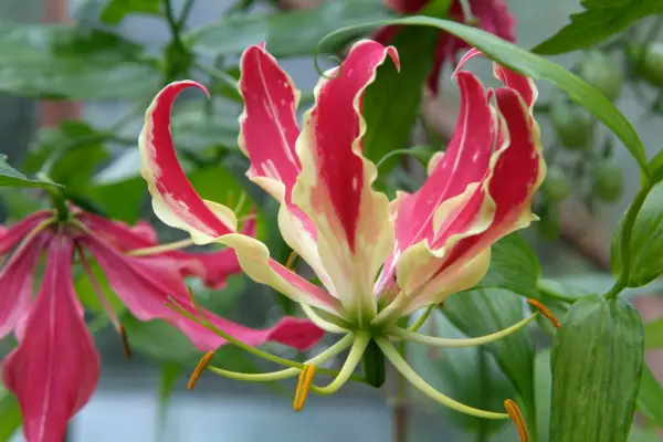 Vivid pink and yellow glory lily flowers