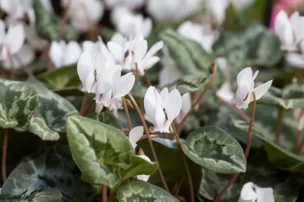 White flowering cyclamen hederifolium