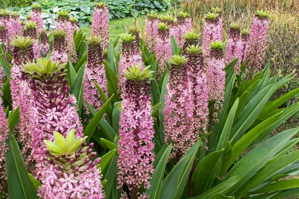 A bed of tall spears of pink eucomis flowers