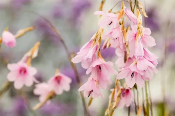 Pink flowers of dierama on grass-like stems