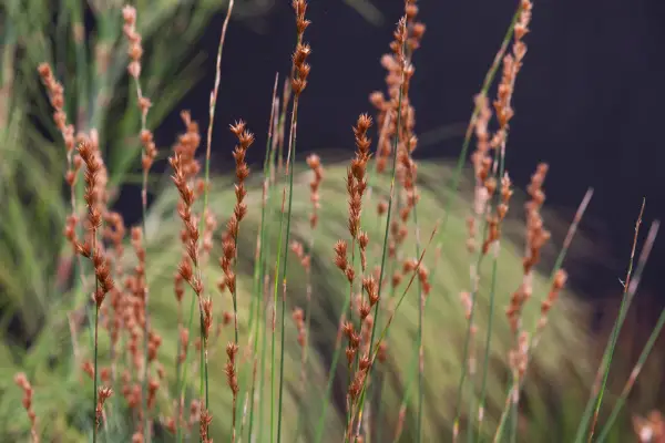 Thamnochortus remarcabil