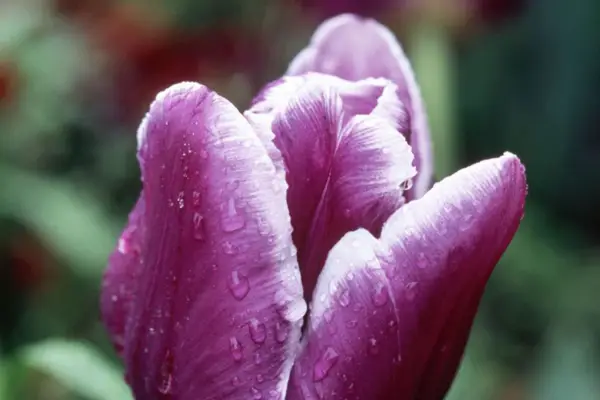 הגיע 'מסתורין ערבי'