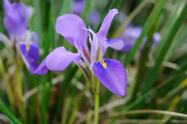 Iris unguicularis