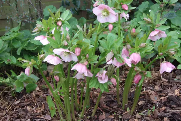 Perenni invernali per febbraio