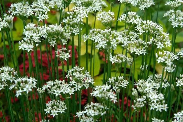 Allium tuberosum (garlic chives)