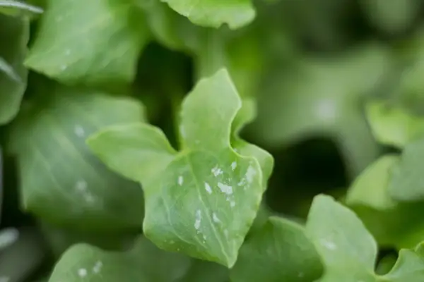 Rumex scutatus (French sorrel)