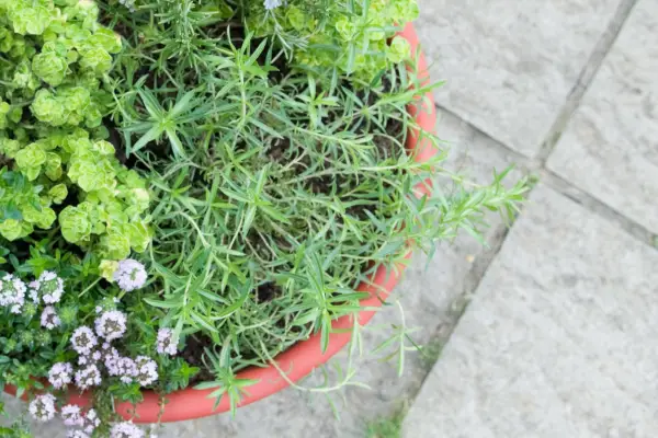 Winter savory growing with other herbs