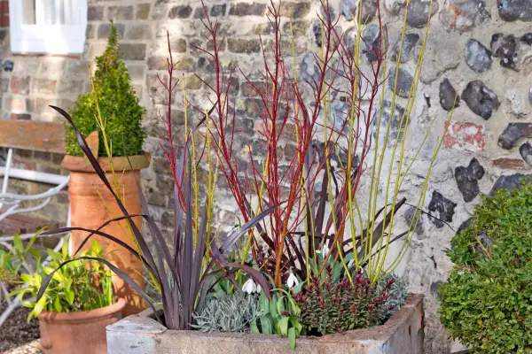 Cornus, hebe and phormium container