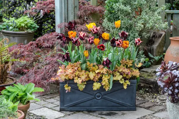 Heuchera and tulips in a pot