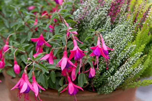 Pink fuchsia flowers