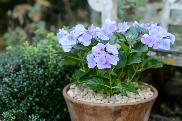 Hydrangea macrophylla 