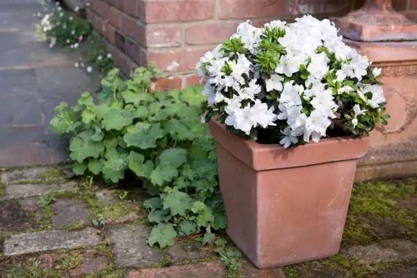 White azalea in a container. Photo: Sarah Cuttle