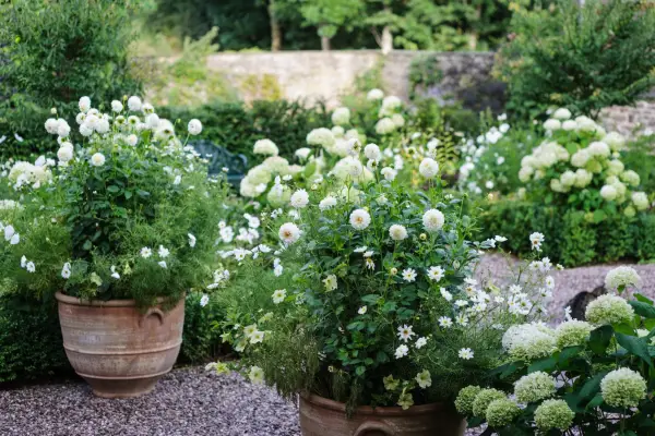 White dahlias in containers. Photo: Jason Ingram