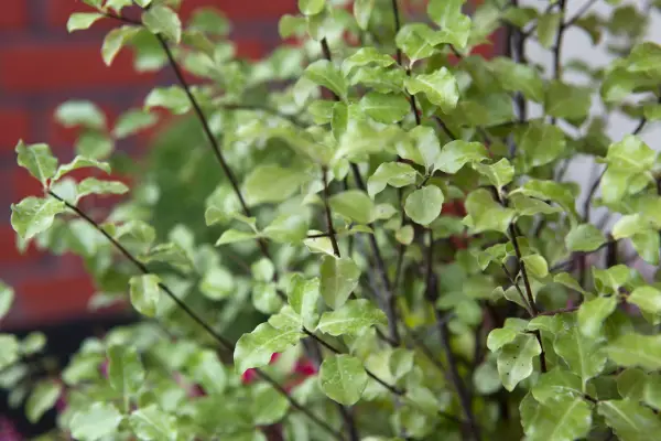 Pittosporum tenuifolium