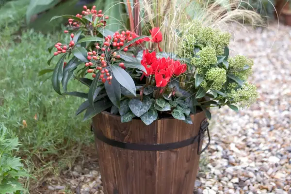 Skimmia japonica in a container