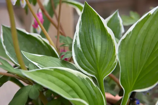 Hosta leaves