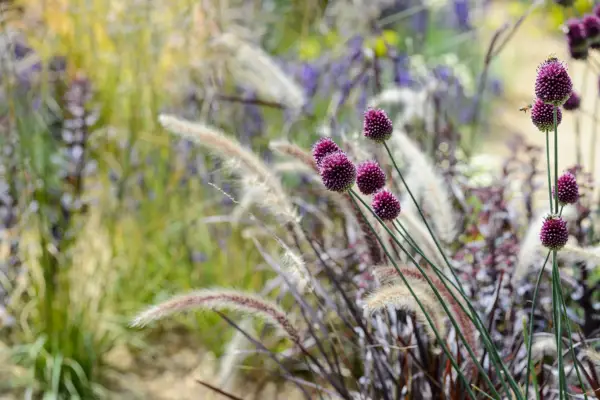 Fountain grass with drumstick alliums