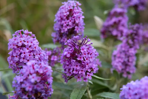 Buddleja 